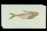Fossil Fish (Diplomystus) - Green River Formation #130216-1